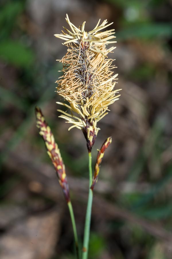 Carex flacca / Carice glauca